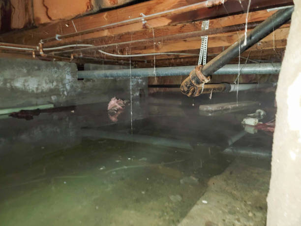 Best Water damage restoration company  in New London, TX